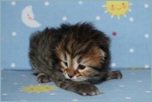 Male Siberian Kitten from Deedlebug Siberians